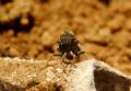 Reptalus sp.